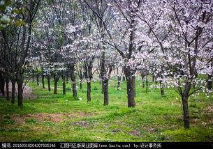 樱花校园最新版大爆料